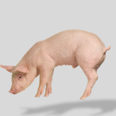 Porc