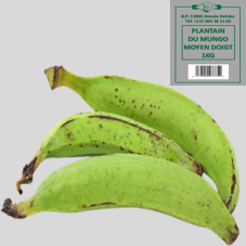 PLANTAIN DU MUNGO :  MOYEN DOIGT