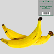 PLANTAIN DU MUNGO MUR : MOYEN DOIGT